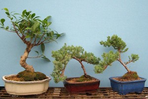 Bonsai