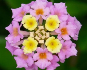 Lantana