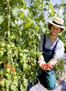 Growing tomatoes