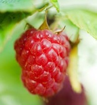 Ripe Raspberry